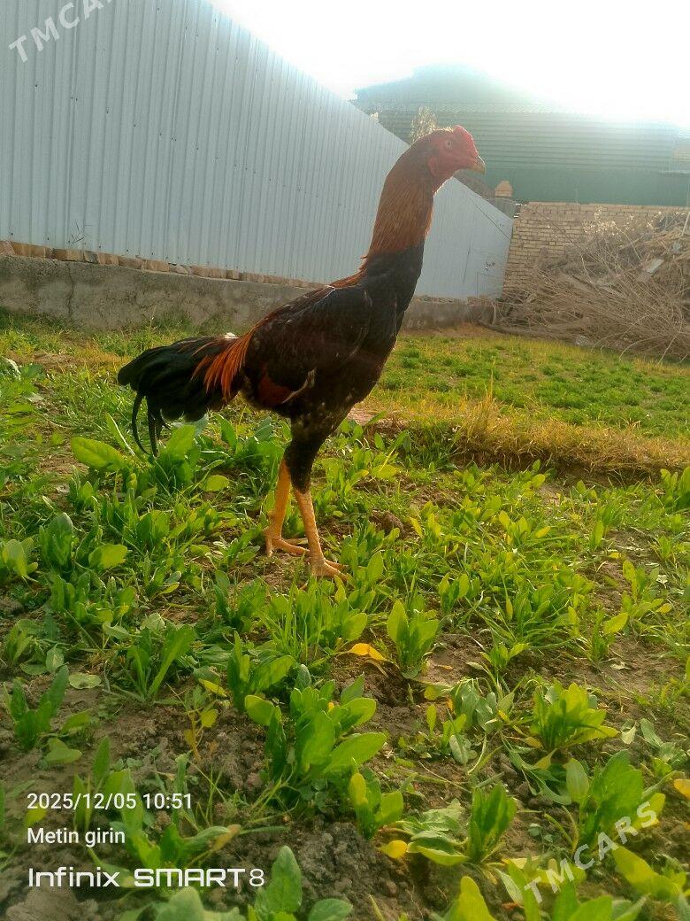 horaz - Мары - img 6