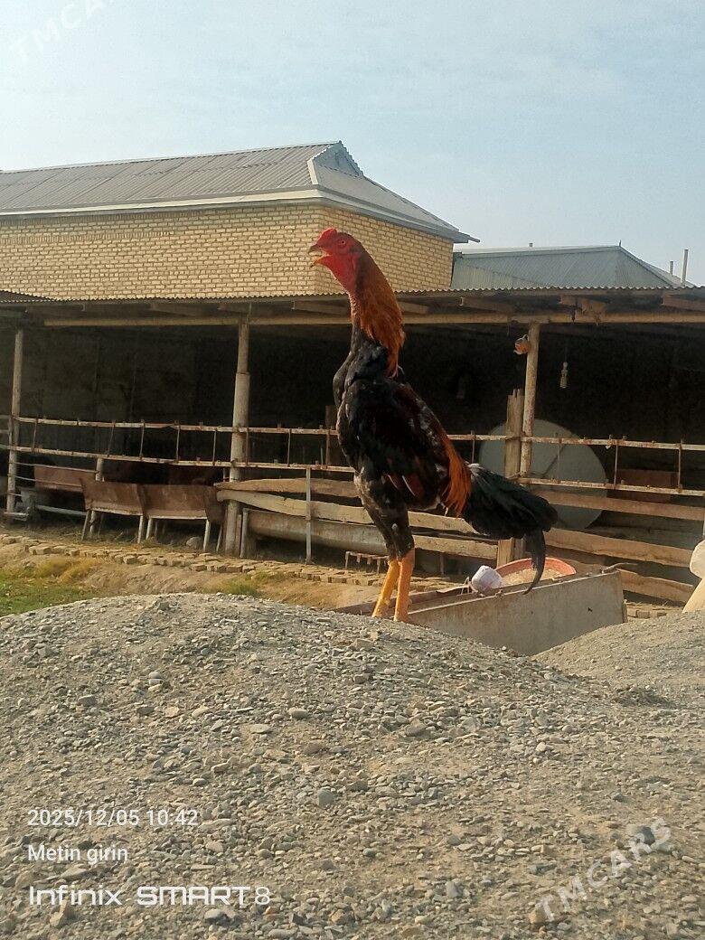 horaz - Мары - img 3