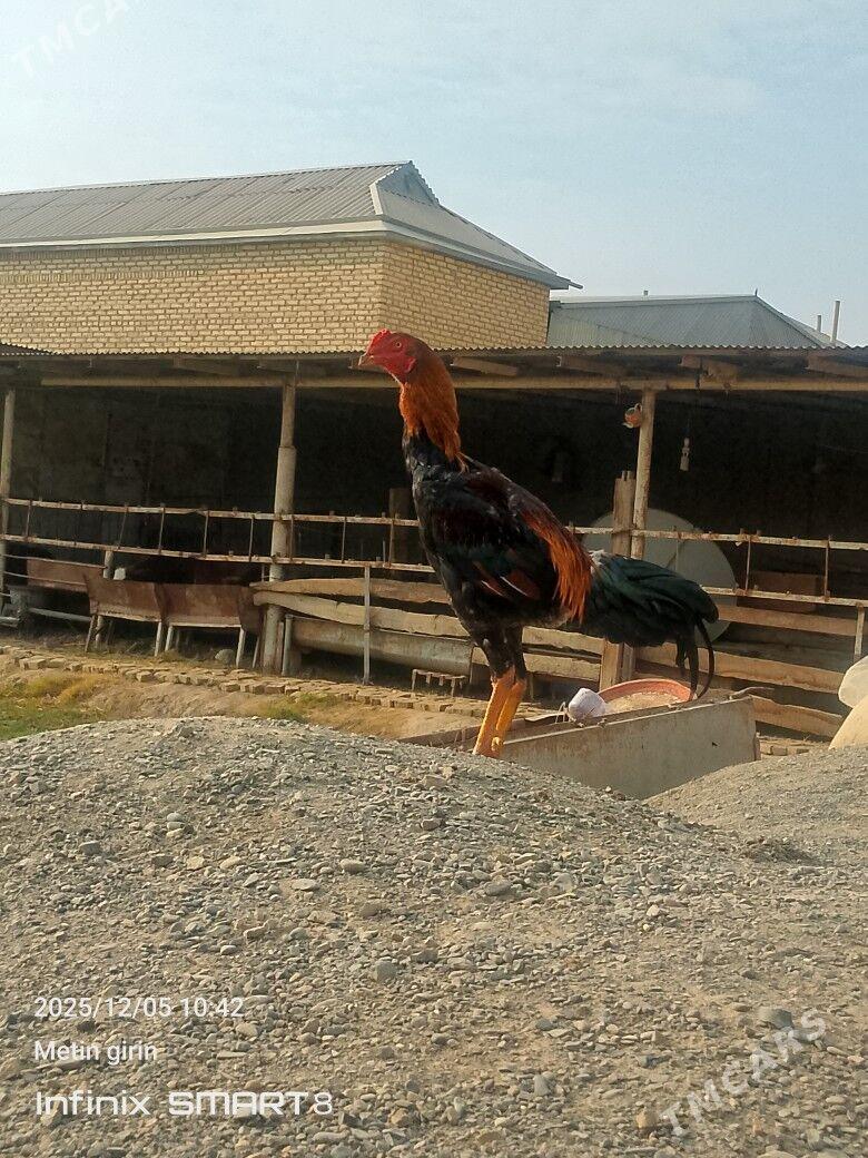 horaz - Мары - img 4