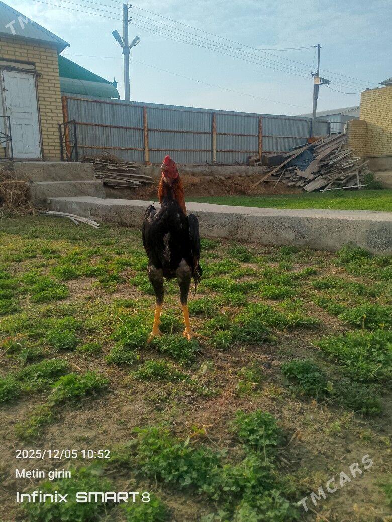 horaz - Мары - img 5