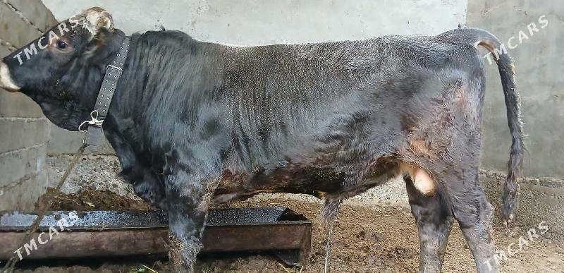 öküz - Бузмеин - img 3