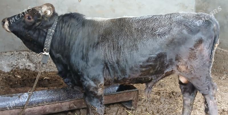 öküz - Бузмеин - img 4