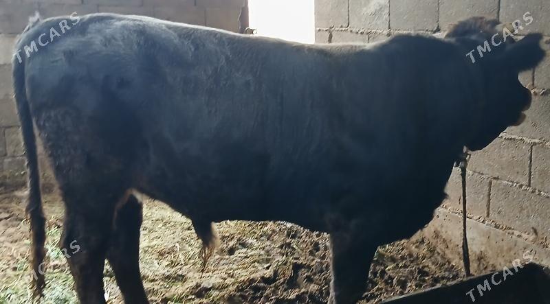 öküz - Бузмеин - img 2