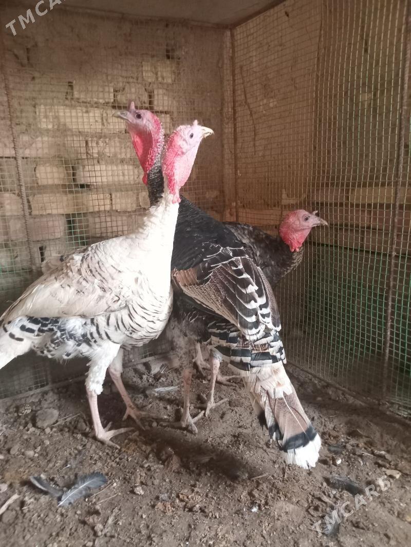 индюк, - Фарап - img 4