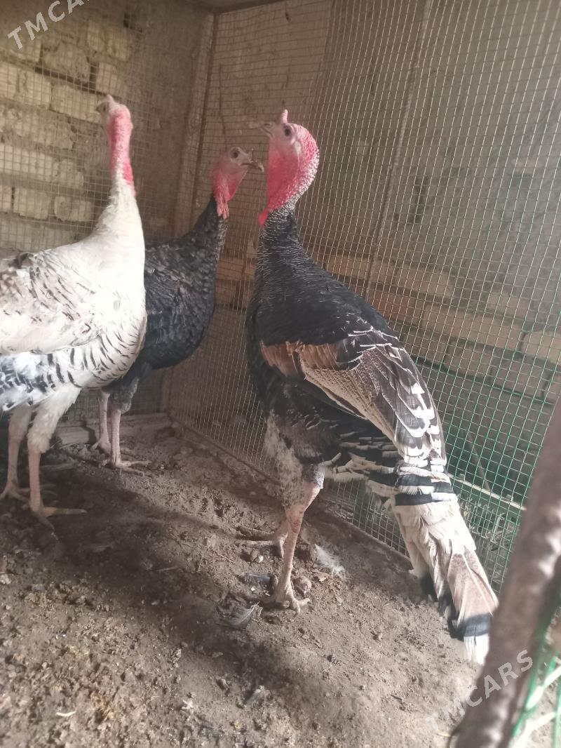 индюк, - Фарап - img 3