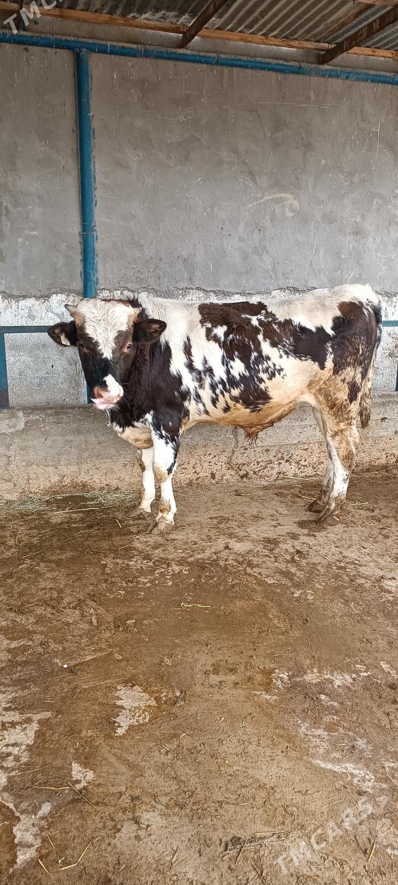 okuz bakylan - Gökdepe - img 2