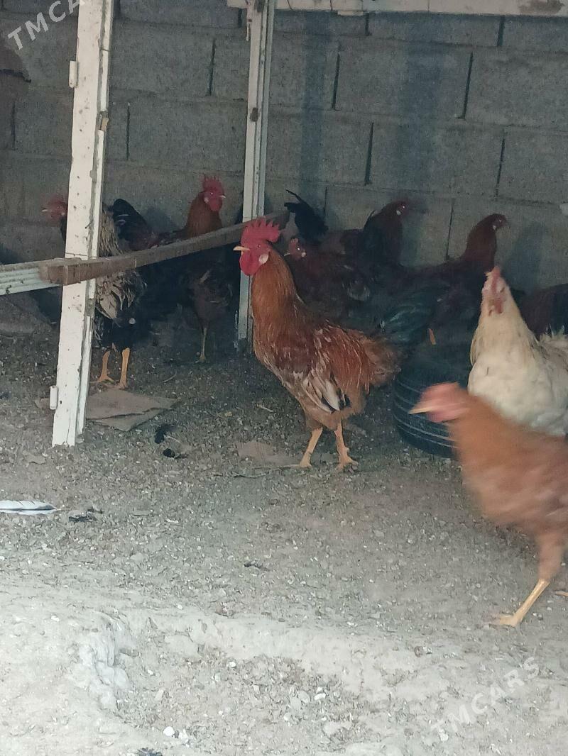 Horaz - Багир - img 3