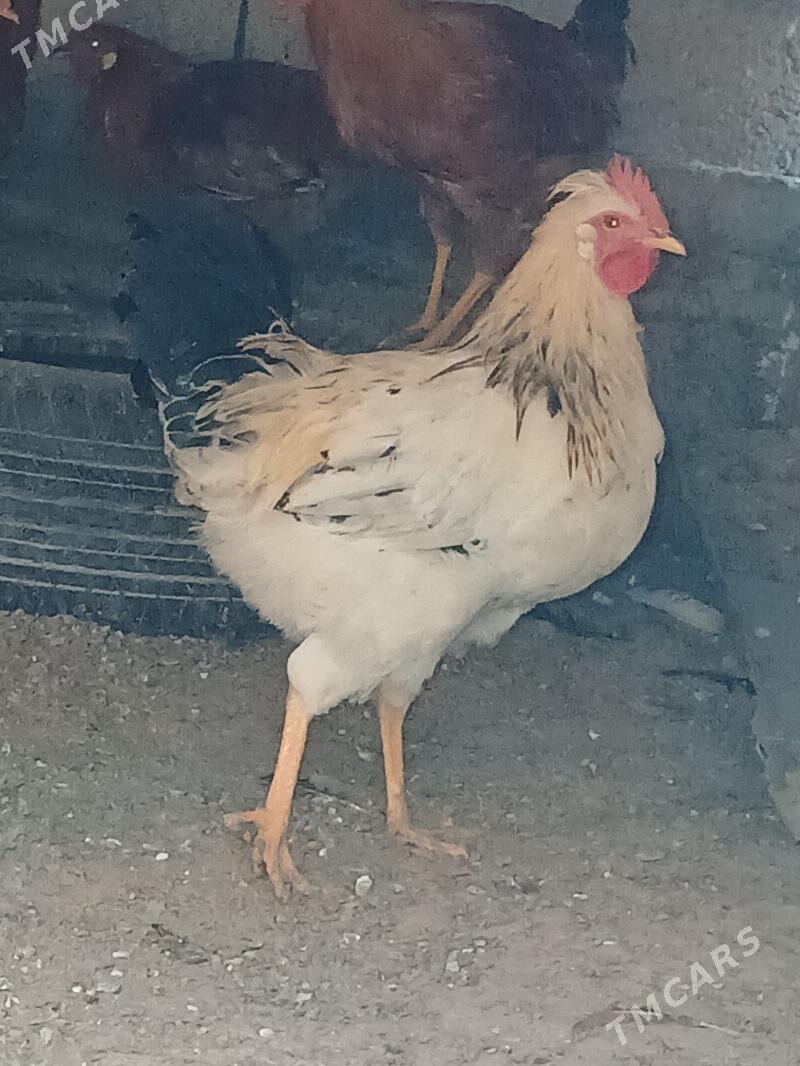 Horaz - Багир - img 2