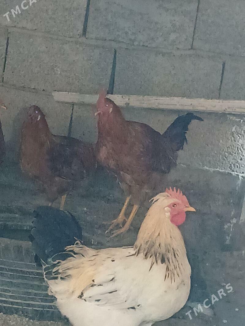 Horaz - Багир - img 4