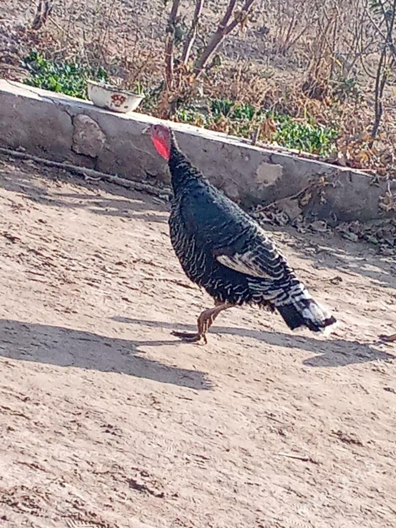 İnduk - Достлук - img 2