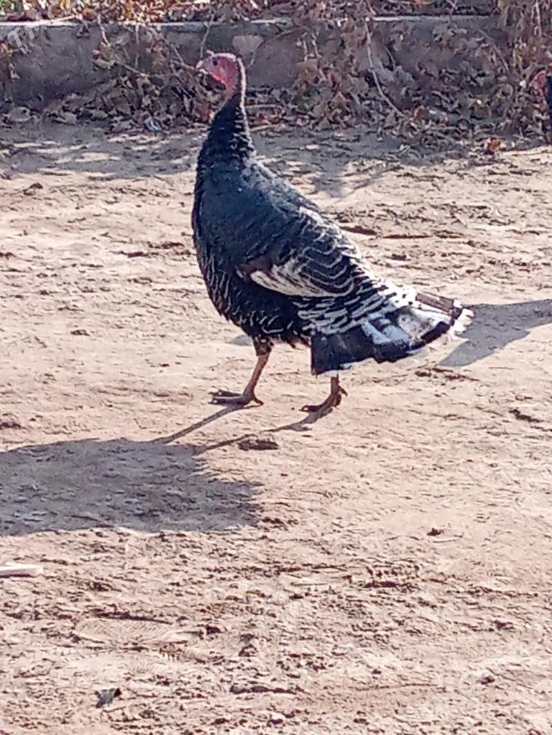 İnduk - Достлук - img 4