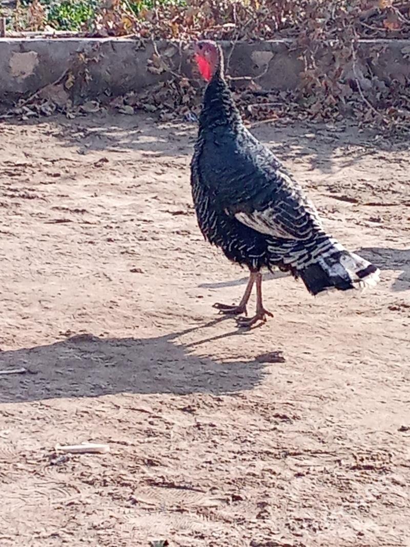 İnduk - Достлук - img 3