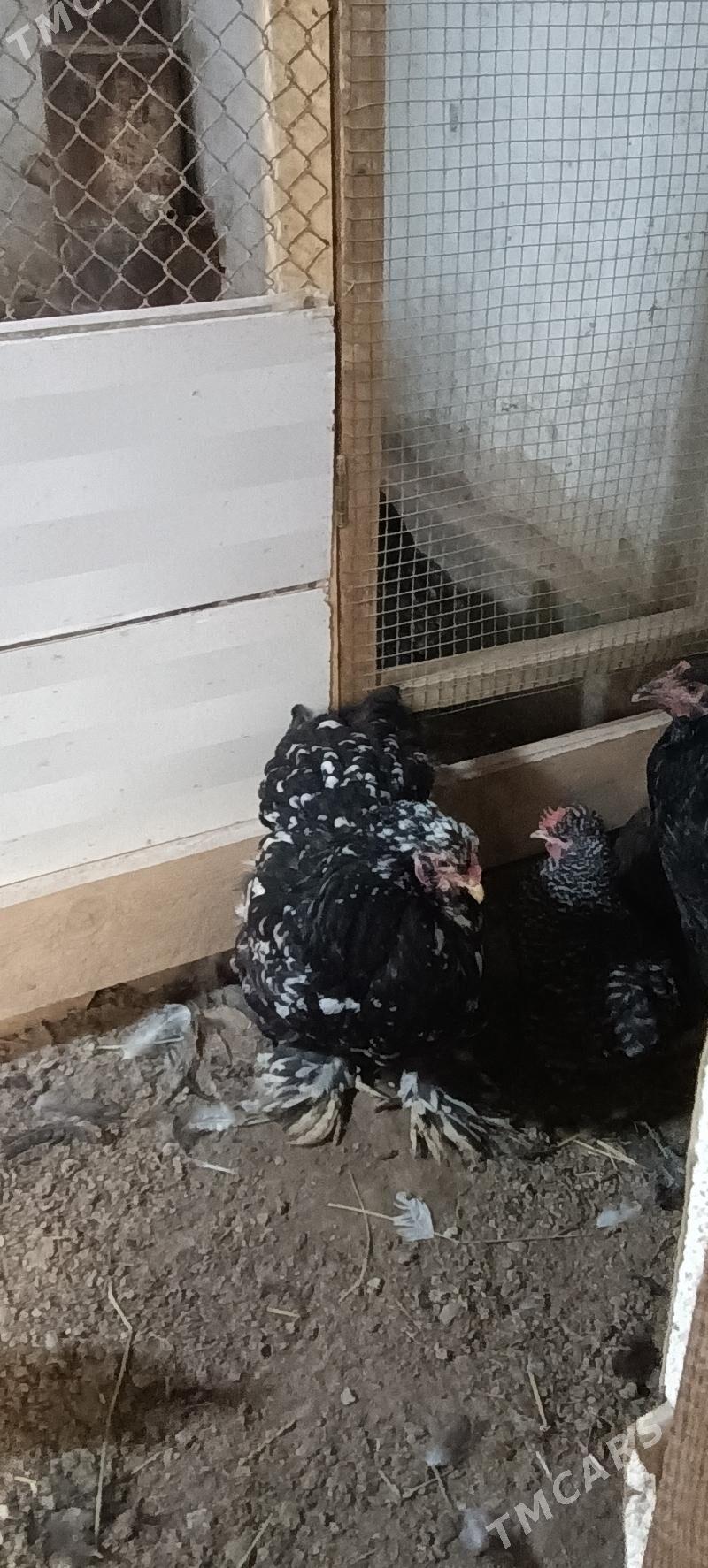 brama - Türkmenabat - img 4