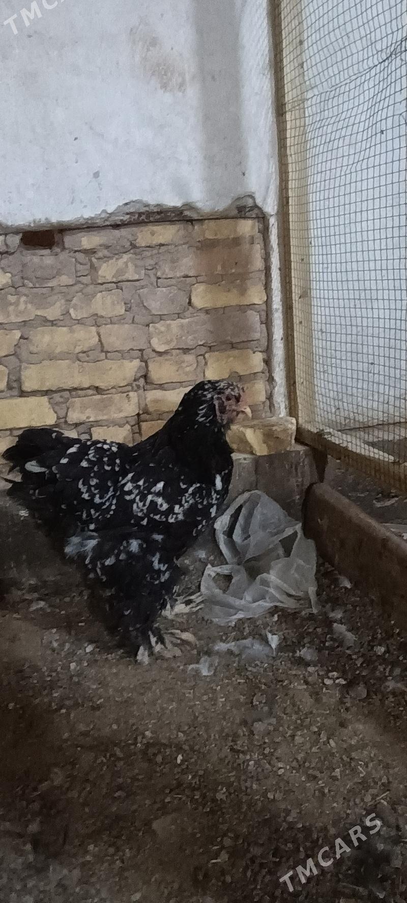 brama - Türkmenabat - img 3