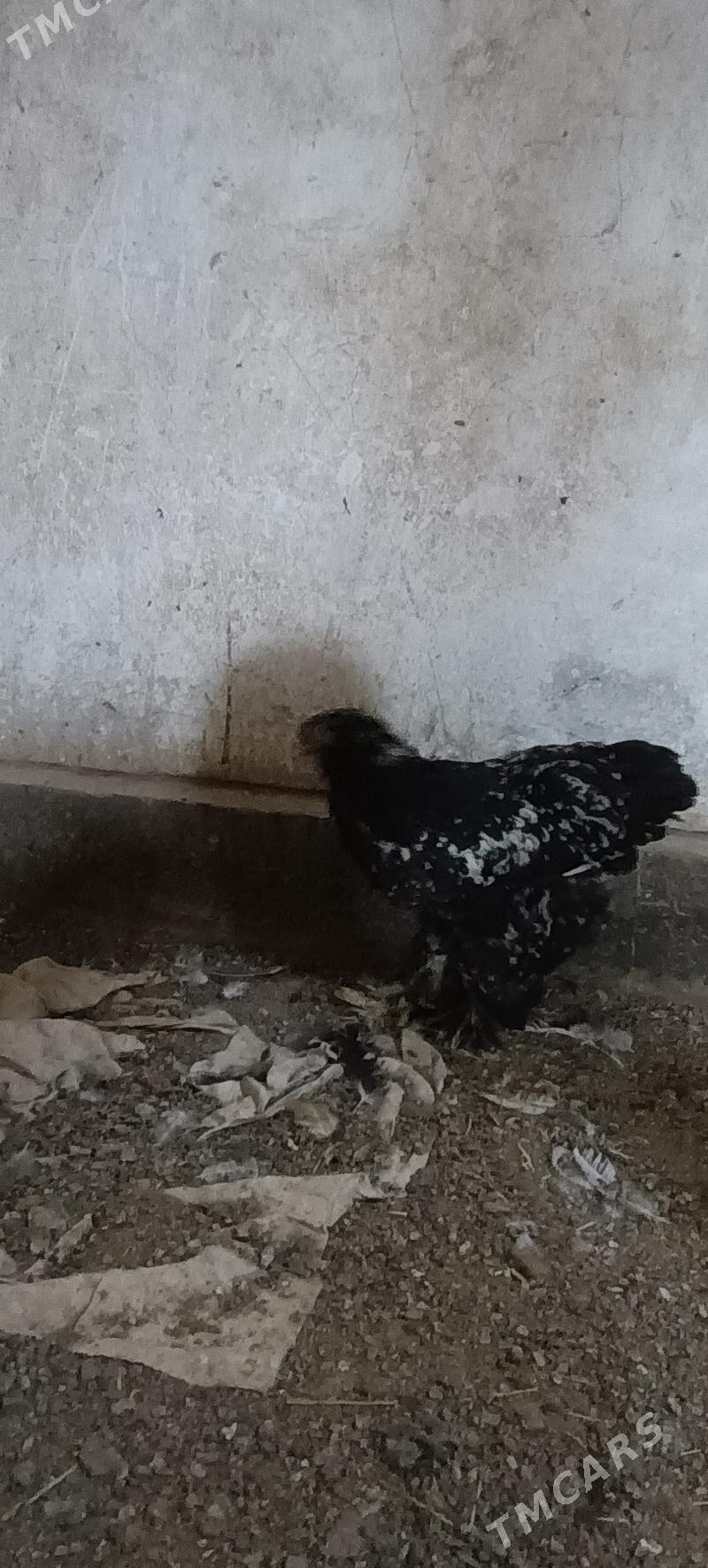 brama - Türkmenabat - img 5