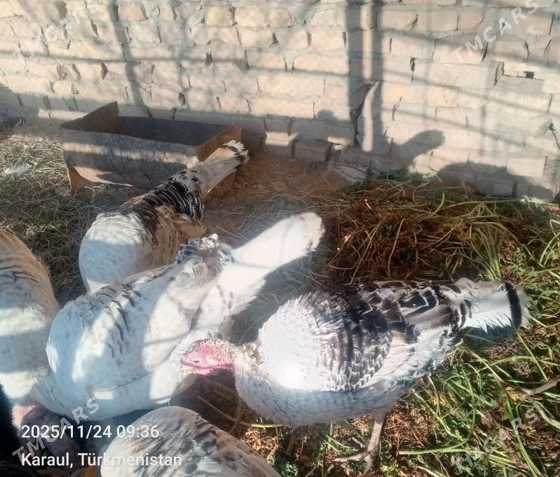 indyuk - Чарджоу - img 2