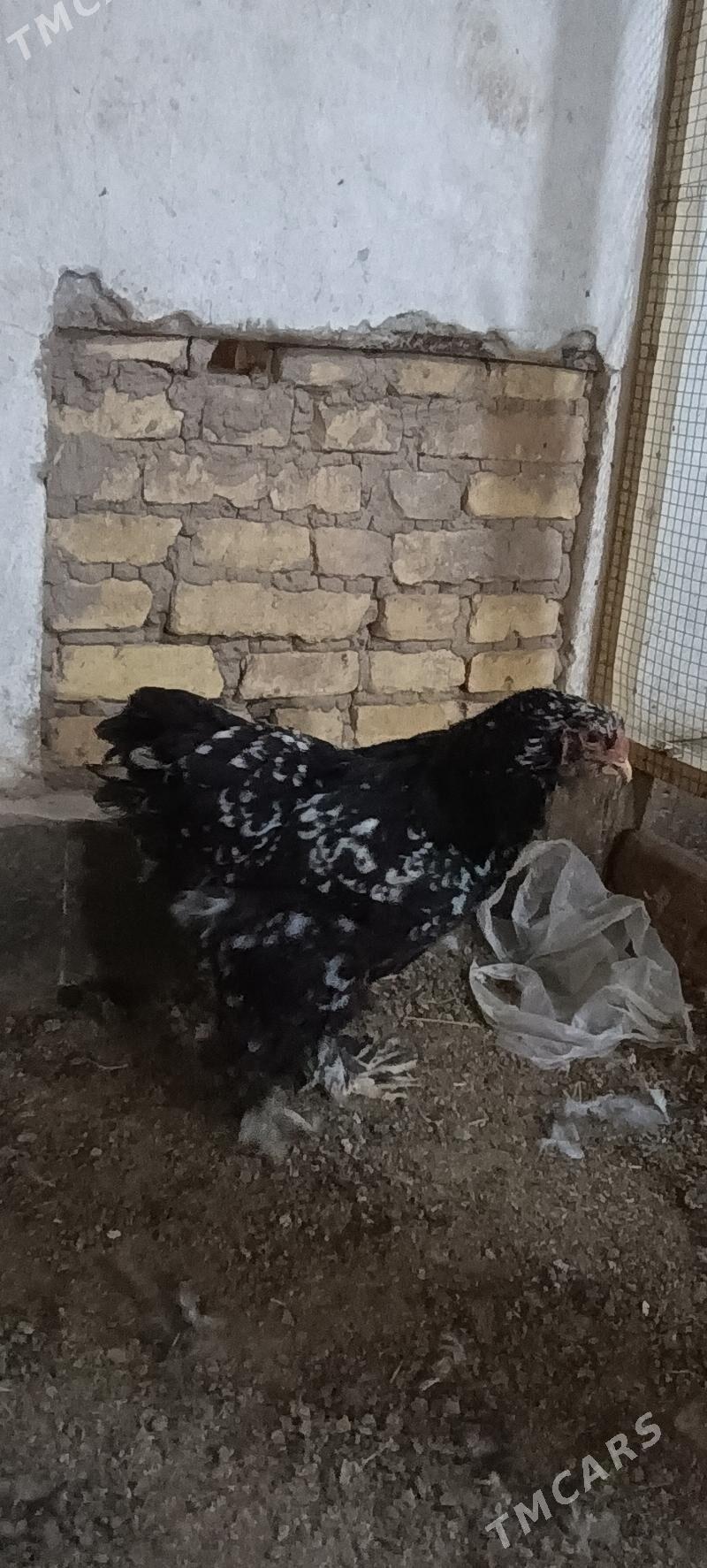 brama - Türkmenabat - img 2