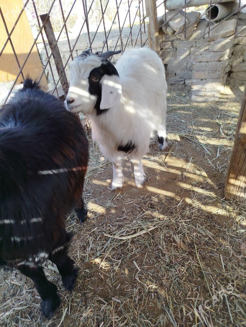 Cebis - Mary - img 2