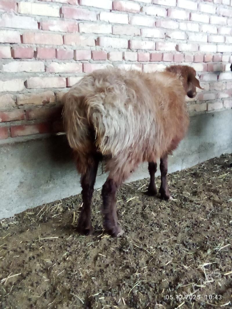 Gissar Goýunlar Bakyda Duran - Gökdepe - img 4