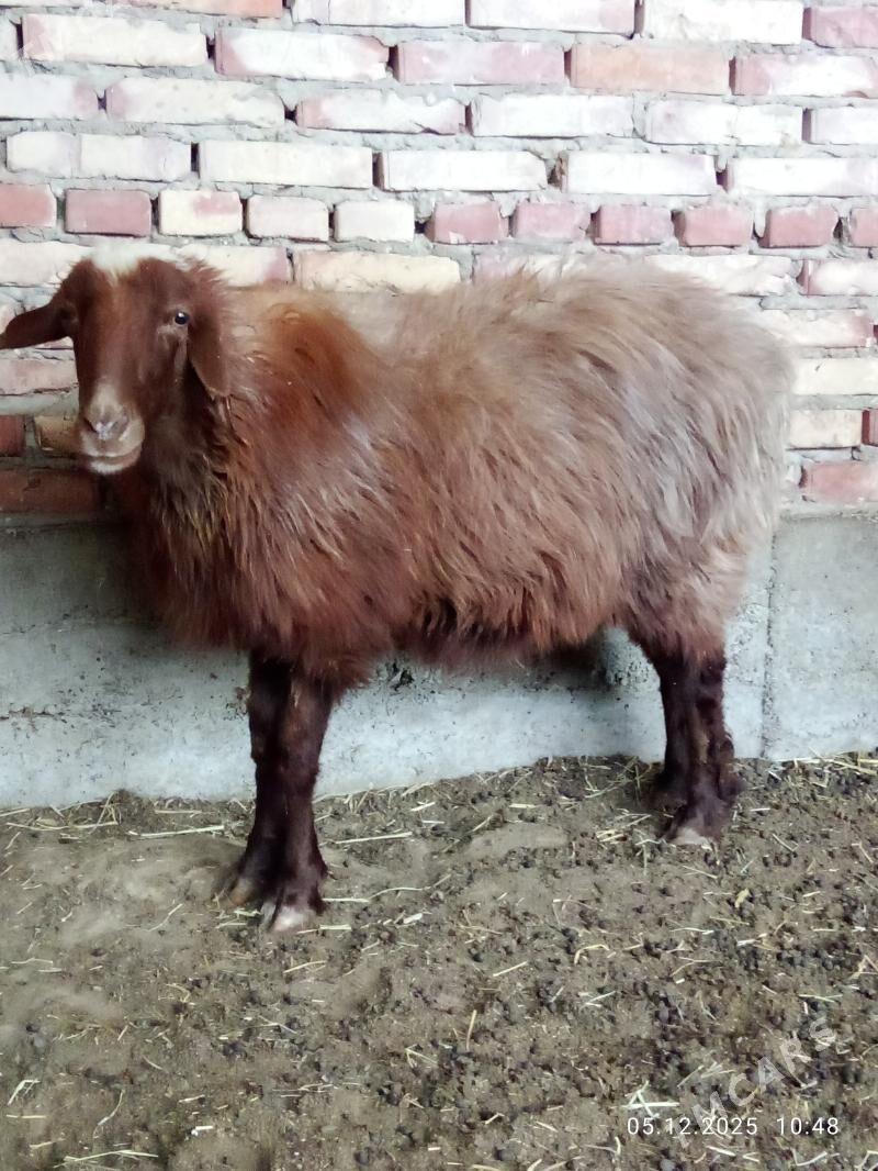 Gissar Goýunlar Bakyda Duran - Gökdepe - img 5