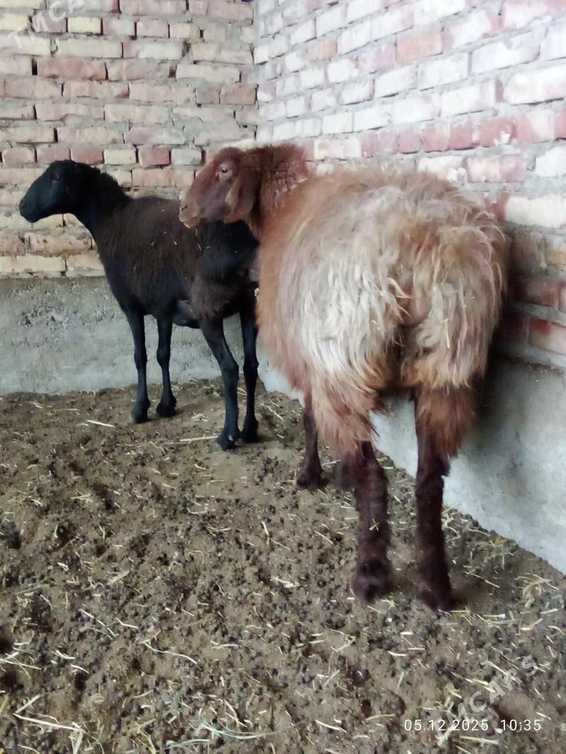 Gissar Goýunlar Bakyda Duran - Gökdepe - img 3