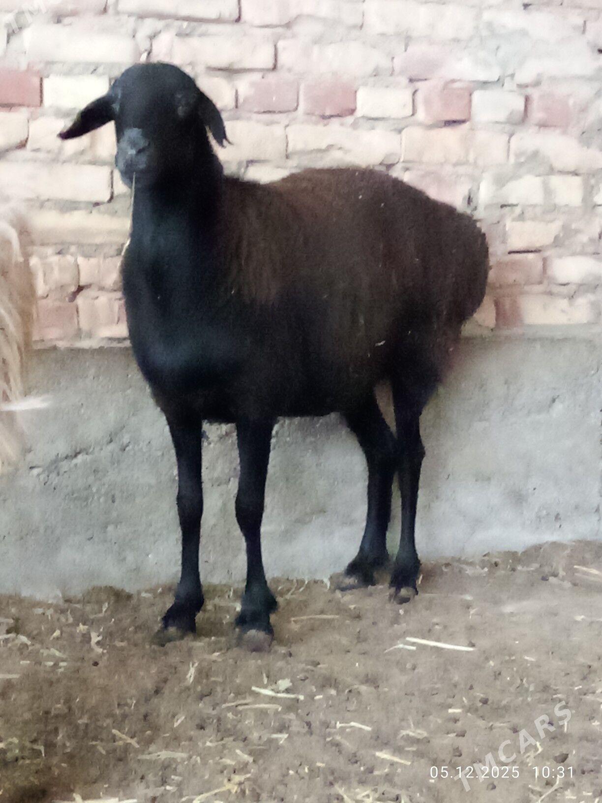 Gissar Goýunlar Bakyda Duran - Gökdepe - img 2