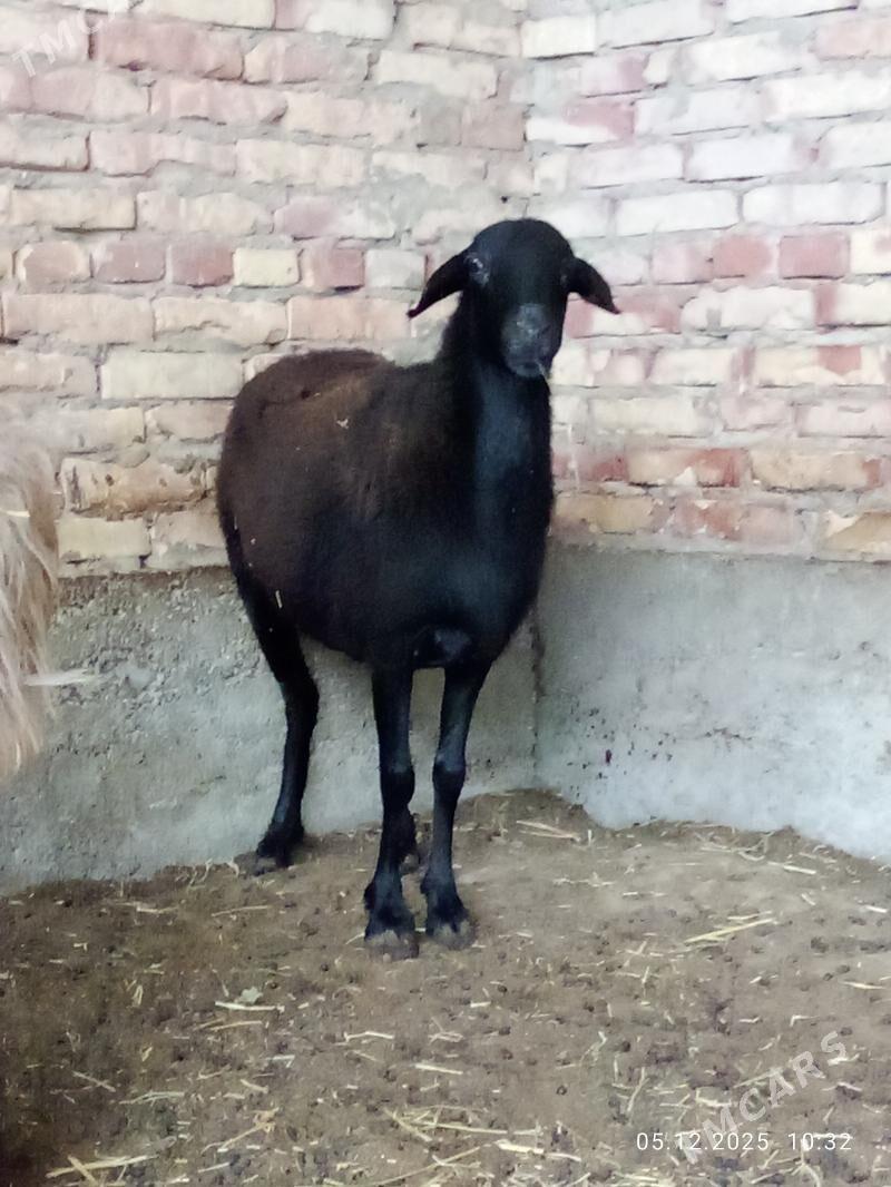 Gissar Goýunlar Bakyda Duran - Gökdepe - img 8