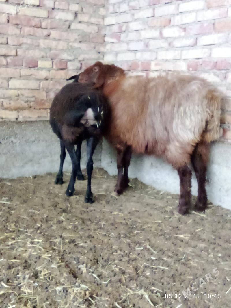 Gissar Goýunlar Bakyda Duran - Gökdepe - img 10