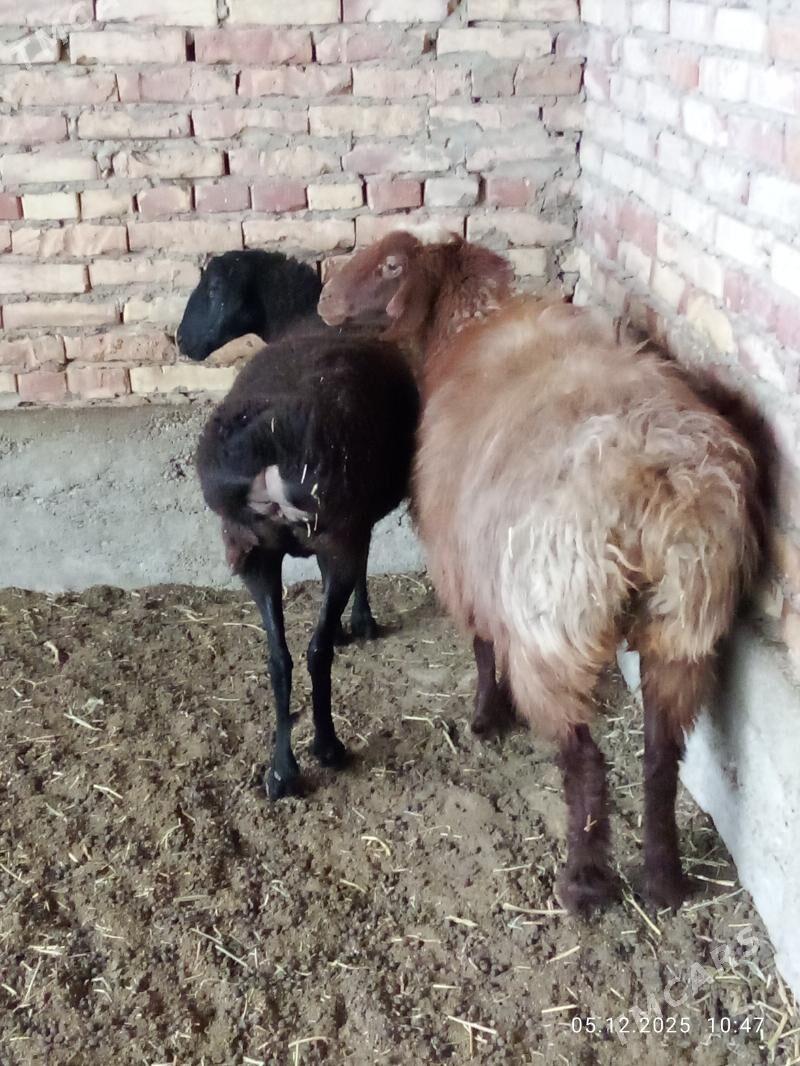 Gissar Goýunlar Bakyda Duran - Gökdepe - img 7