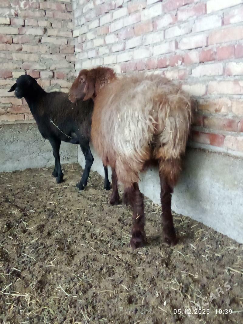 Gissar Goýunlar Bakyda Duran - Gökdepe - img 6