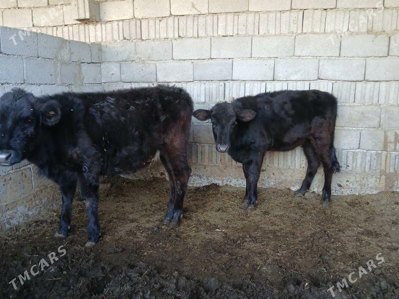 tuweler - Büzmeýin - img 1