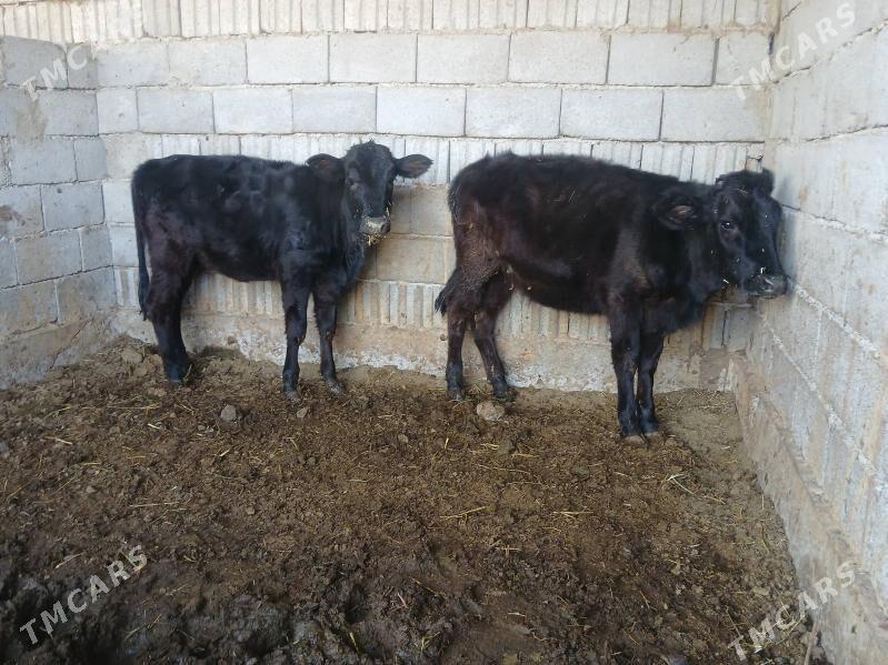 tuweler - Büzmeýin - img 2