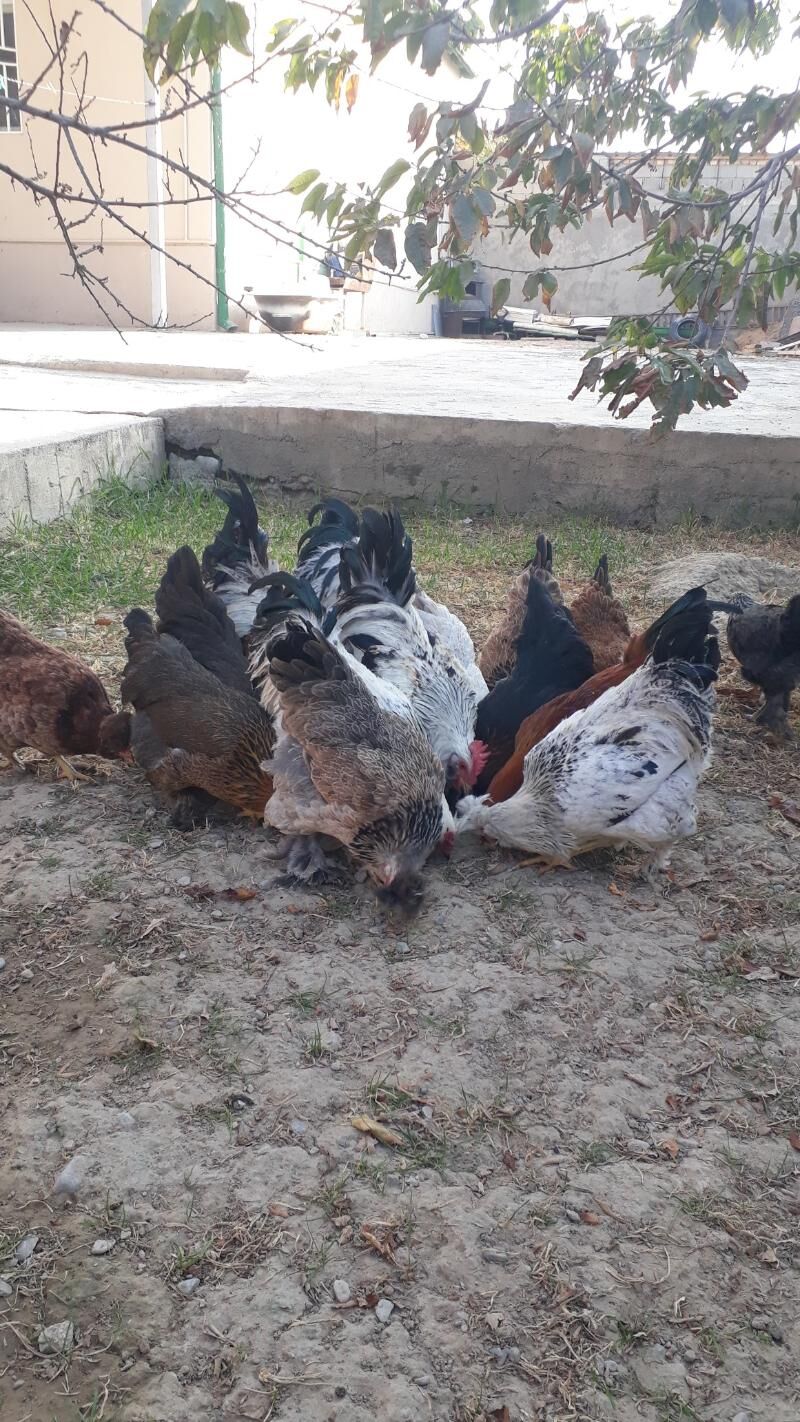 Balgar towuklar - Анев - img 5