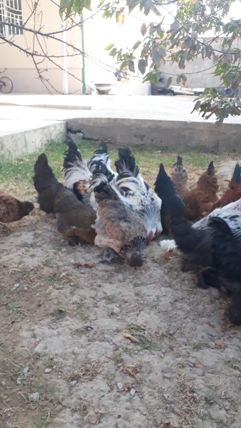 Balgar towuklar - Анев - img 2