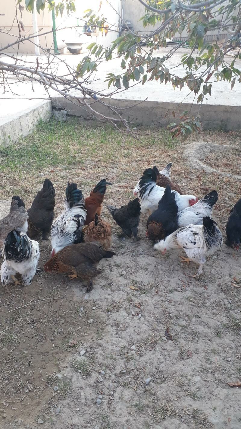 Balgar towuklar - Анев - img 4