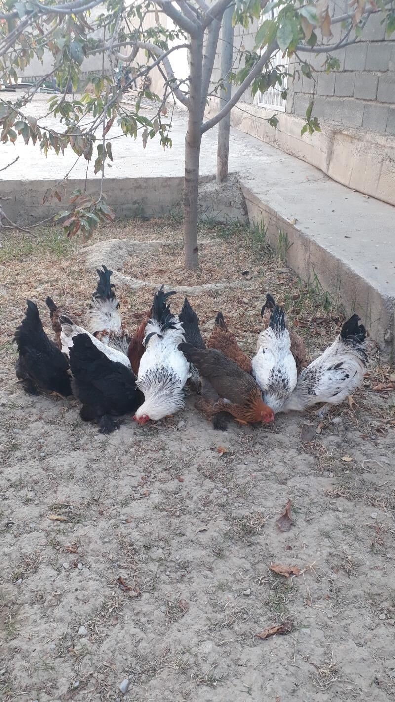 Balgar towuklar - Анев - img 3