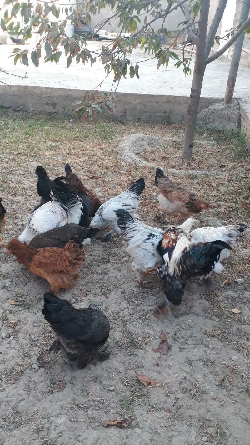 Balgar towuklar - Анев - img 6