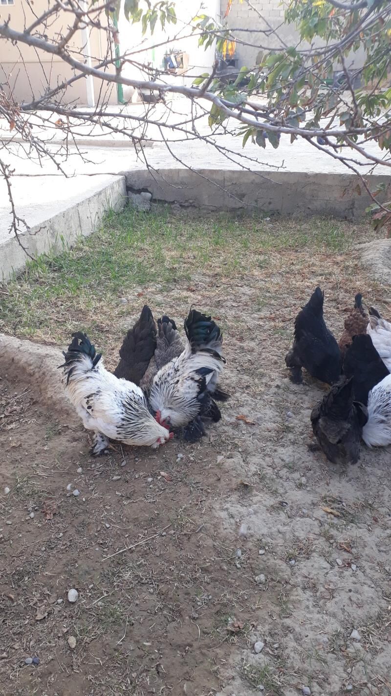 Balgar towuklar - Анев - img 8