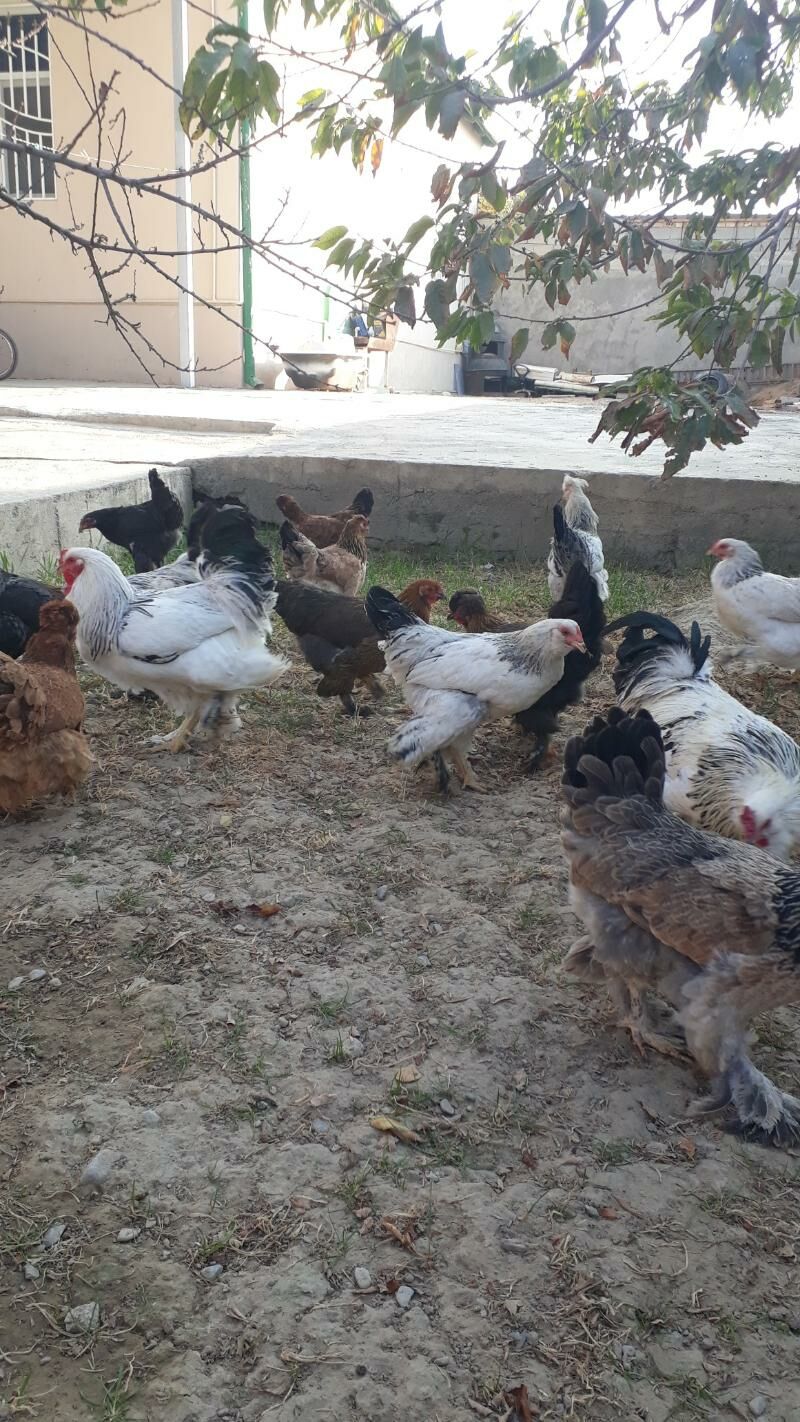 Balgar towuklar - Анев - img 7