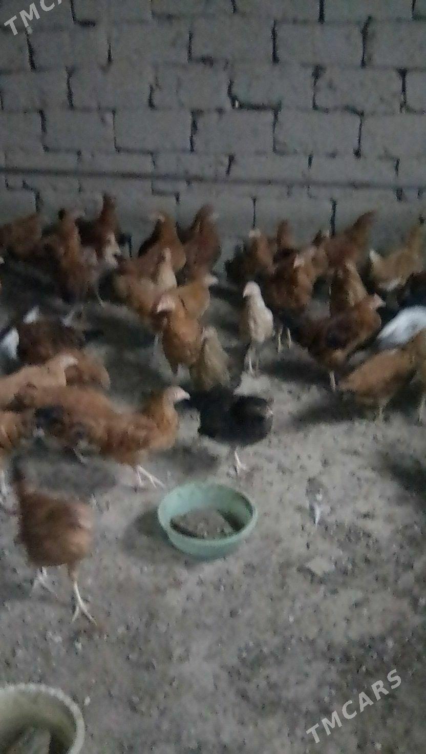 towuk juje  5aylyk - Gökdepe - img 2