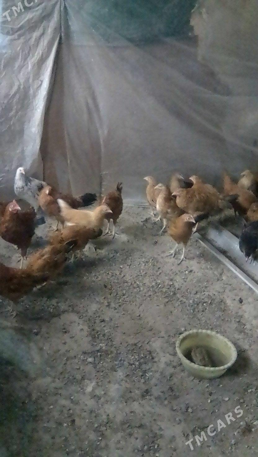 towuk juje  5aylyk - Gökdepe - img 4