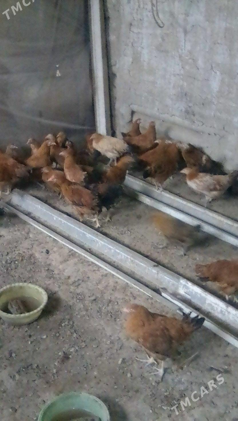 towuk juje  5aylyk - Gökdepe - img 3