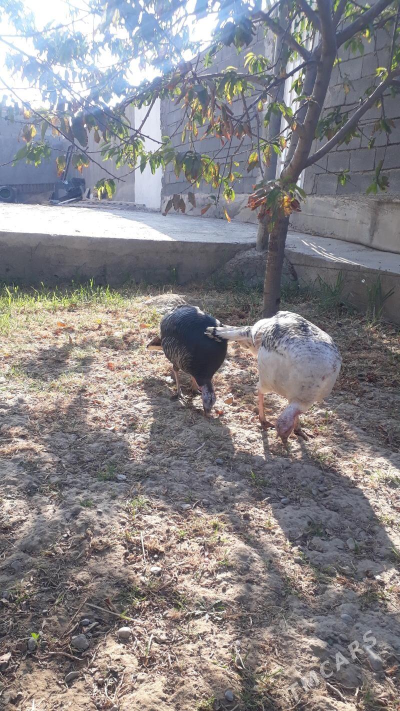 Induk - Änew - img 4