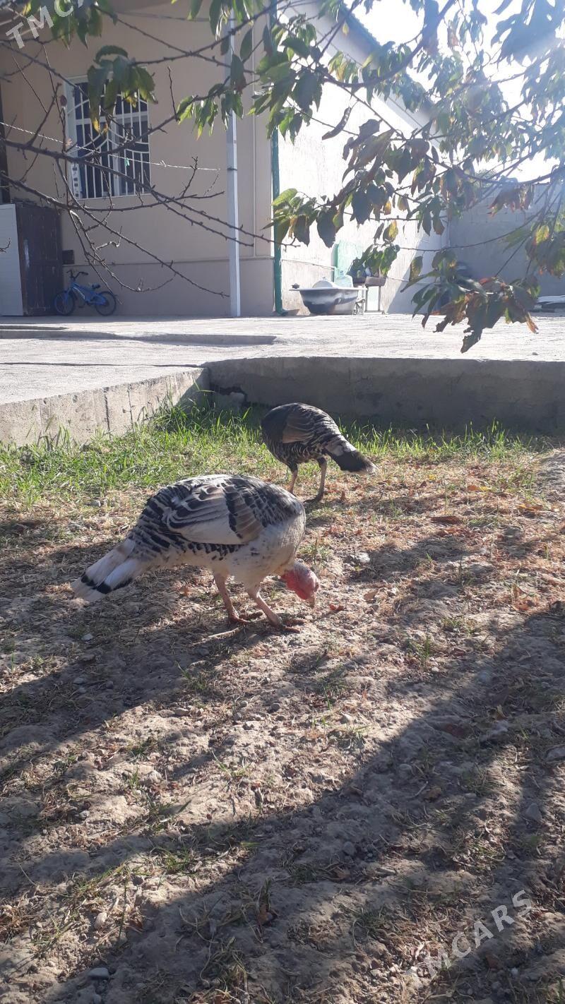 Induk - Änew - img 5