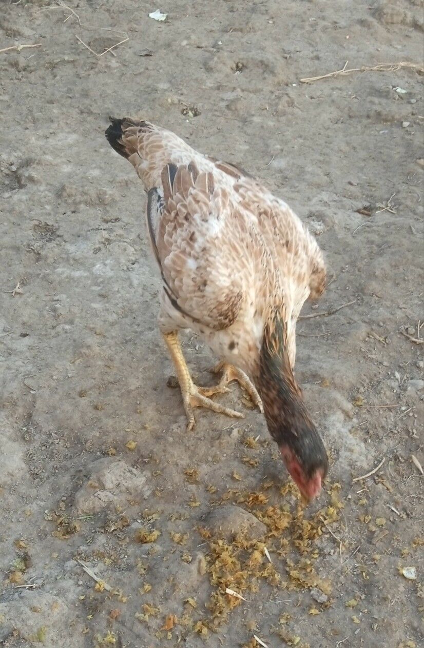 towuk Maki baysow - Дашогуз - img 3