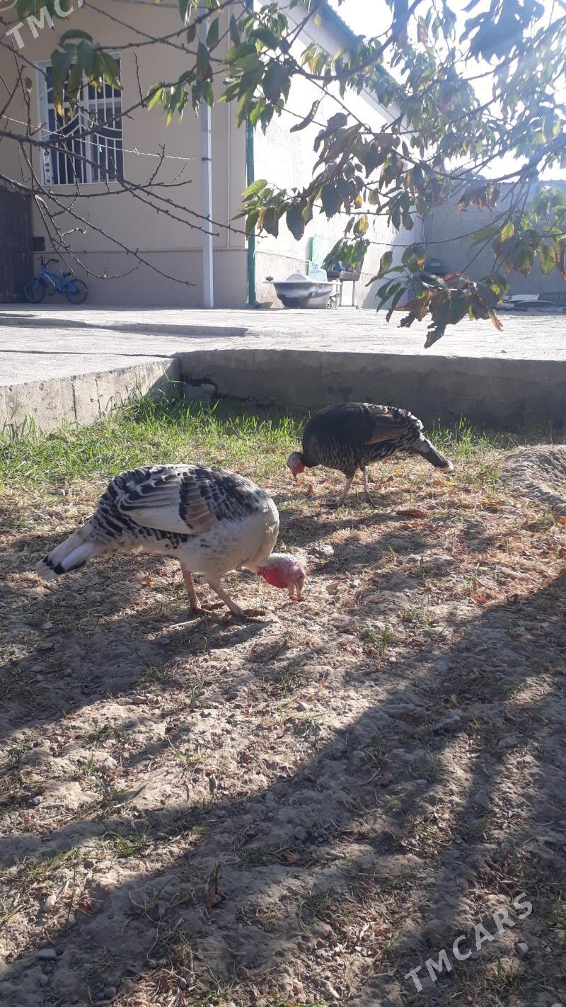 Induk - Änew - img 2