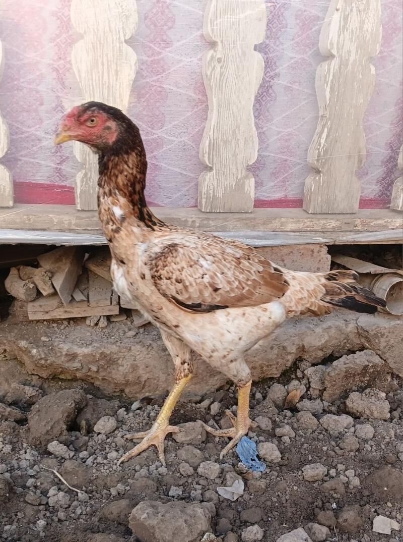 towuk Maki baysow - Дашогуз - img 4