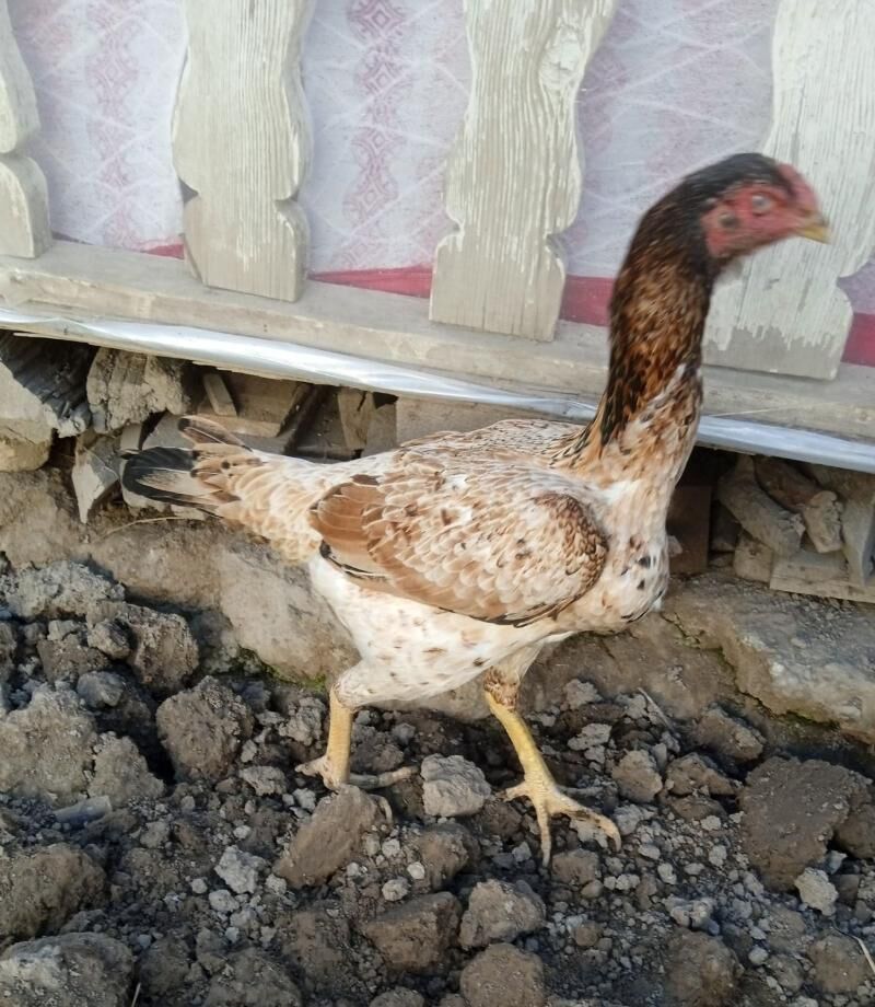 towuk Maki baysow - Дашогуз - img 2