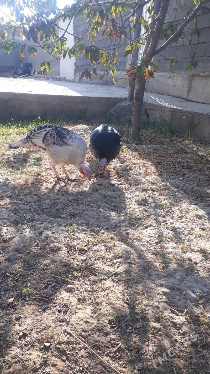 Induk - Änew - img 3