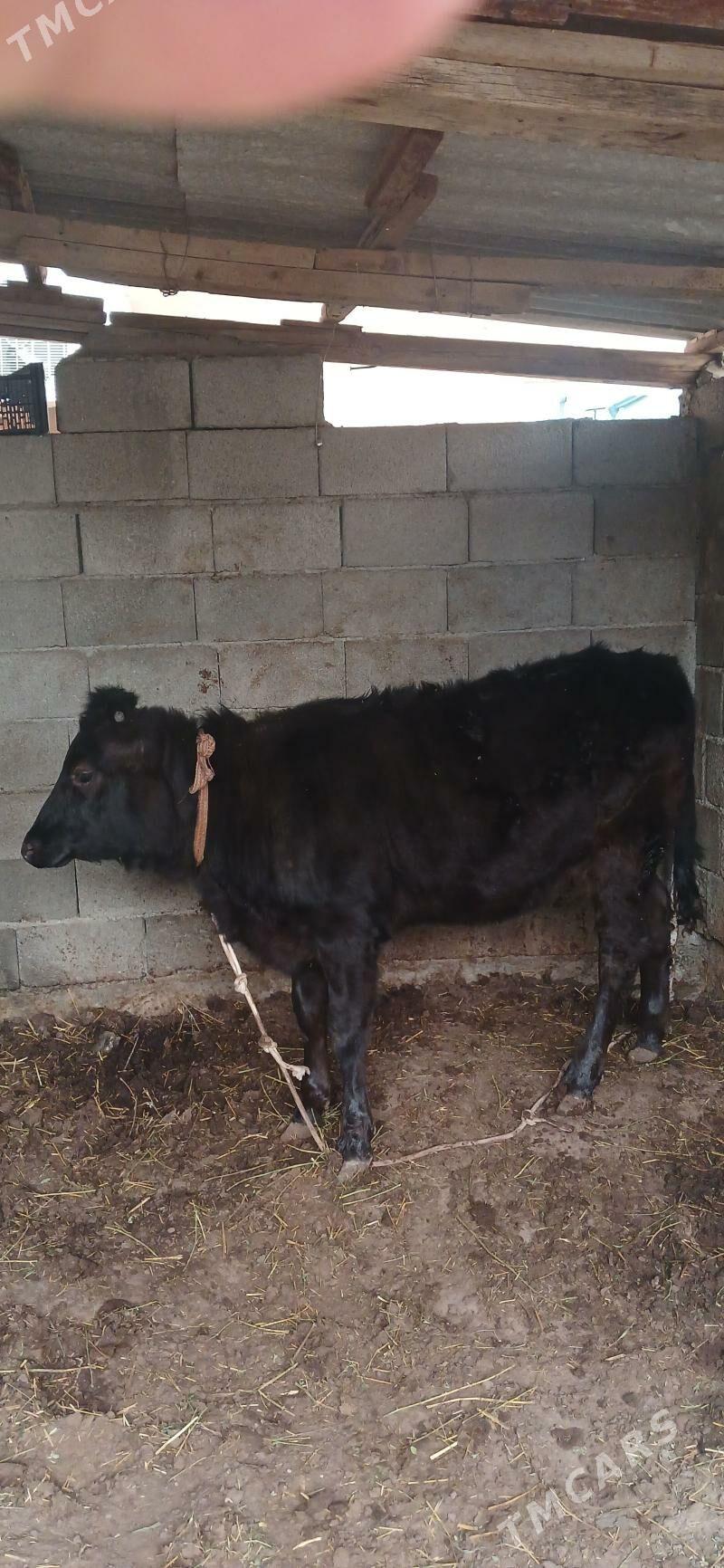 Tüwe - Çoganly - img 2